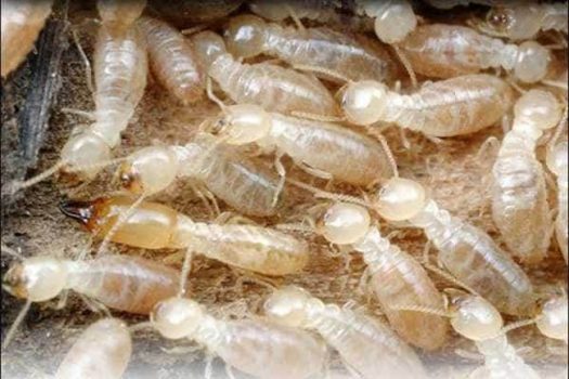 Công Ty TNHH Dịch Vụ Và Thương Mại Hoàng Phúc