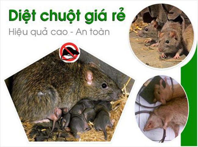 dịch vụ diệt chuột  Đà Nẵng -  côn trùng Sài Gòn