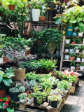 Top 9 Shop Cây Cảnh Tại Đà Nẵng Đẹp Và Chất Lượng